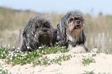 PETIT CHIEN LION 078